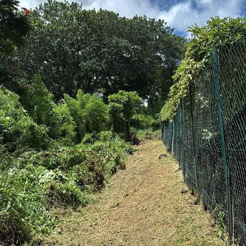 Allée débroussaillée le long d'une clôture grillagée