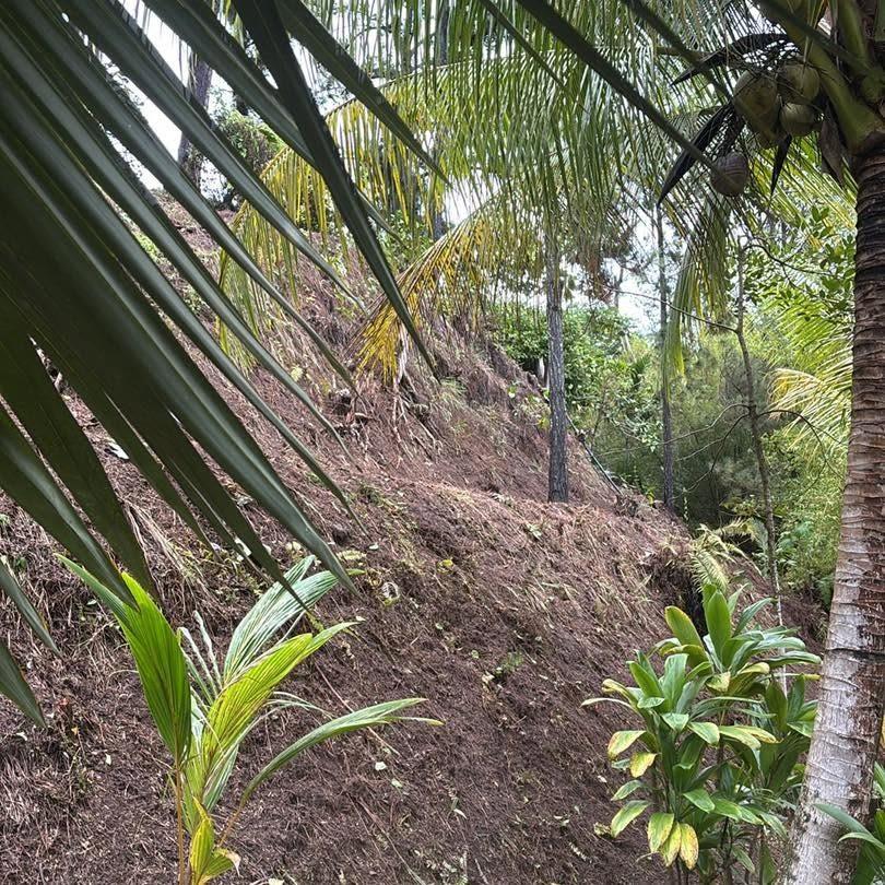 Terrain nettoyé sous les cocotiers, jeunes plants